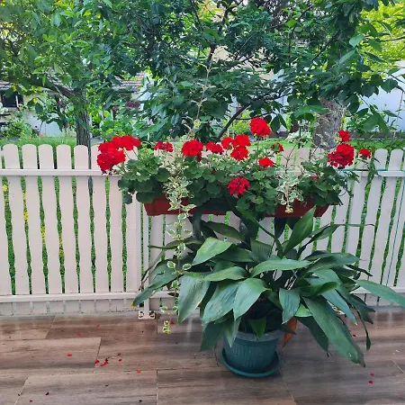 Peace Oaza Daire Kikinda